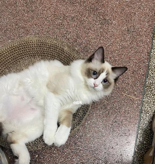 小猫咪不会用猫砂盆怎么办（如何训练月龄小猫咪使用猫砂盆）
