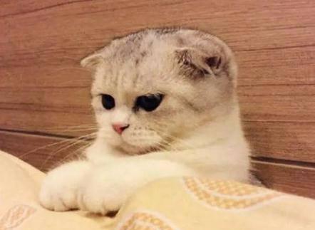 一个月大的折耳猫发病症状及预防方法（宠物养护必备）