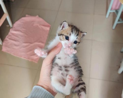 如何科学喂养一个月大的小猫（每天摄入量及猫粮选择）