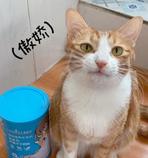 一个月大猫咪不吃羊奶，养护需注意的