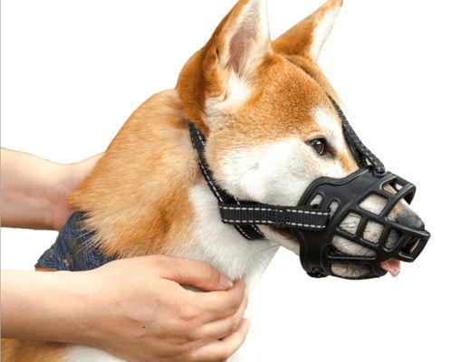 你的宠物犬一月需要喝多少水（掌握正确的喝水量）