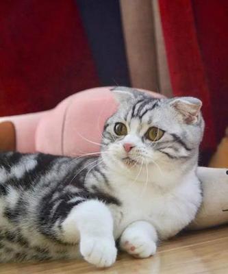 探秘月龄折耳猫的成长轨迹（以宠物为主）