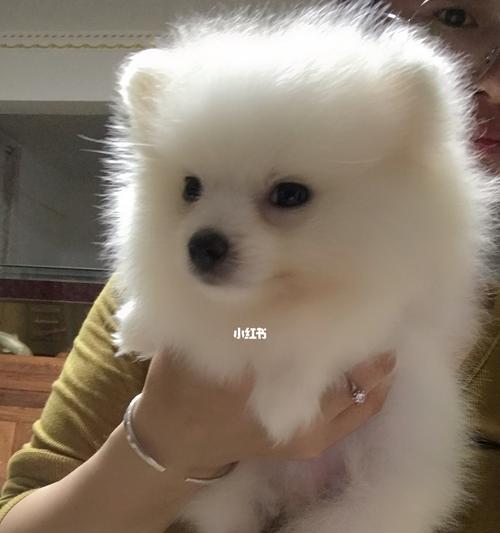 犬瘟病毒侵袭——博美犬一个月的症状（了解犬瘟病毒）