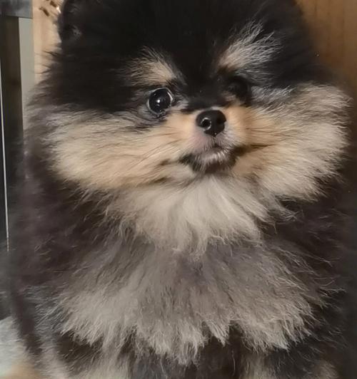 犬瘟病毒侵袭——博美犬一个月的症状（了解犬瘟病毒）