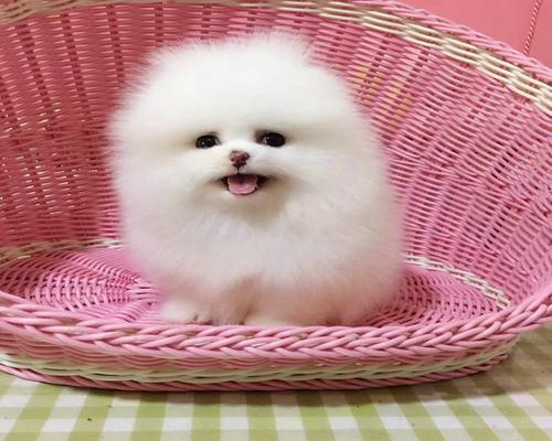 犬瘟病毒侵袭——博美犬一个月的症状（了解犬瘟病毒）