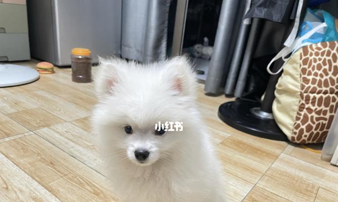 一月龄博美犬能否食用狗粮（宠物养护必读）