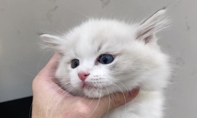 一个月的布偶猫饮食攻略（如何为宠物布偶猫提供全面均衡的饮食）