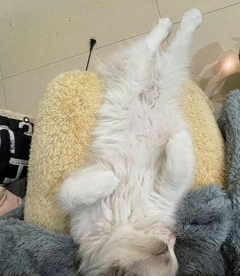 揭秘布偶猫一个月大便几天的神秘之谜（从宠物健康角度出发）