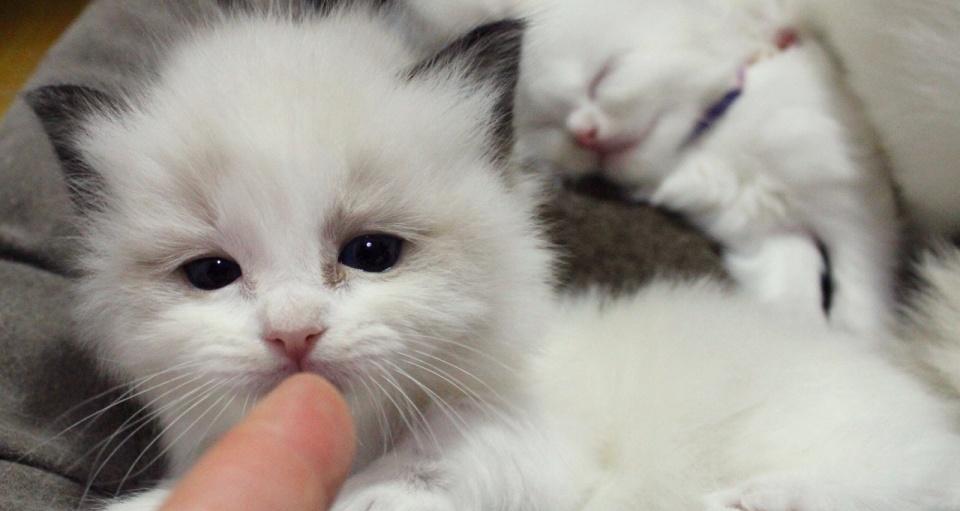 揭秘布偶猫一个月大便几天的神秘之谜（从宠物健康角度出发）