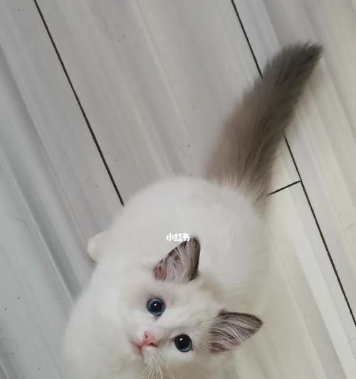 布偶猫与尖嘴猴腮的宠物生活（探索宠物世界的种种惊喜与挑战）