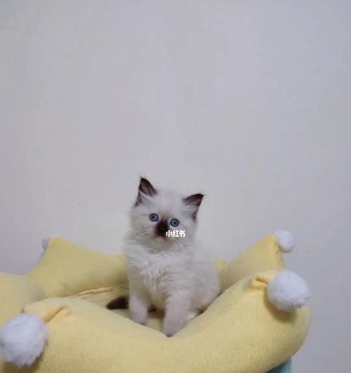 奇妙的“布偶猫一月”生活（探寻布偶猫一月的日常生活轨迹）