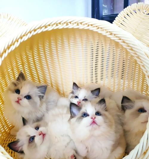 奇妙的“布偶猫一月”生活（探寻布偶猫一月的日常生活轨迹）