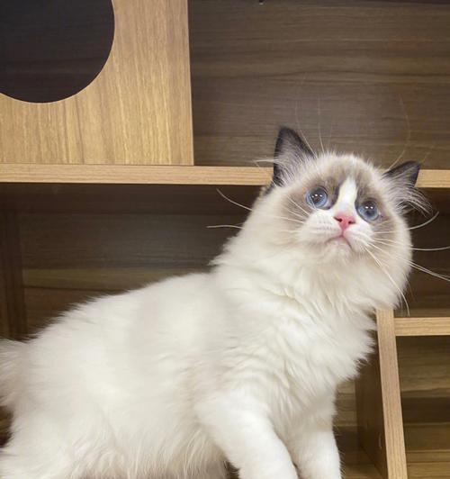 奇妙的“布偶猫一月”生活（探寻布偶猫一月的日常生活轨迹）