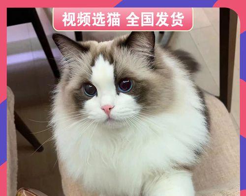 我的一个月布偶猫生活日记（一个可爱的小生命）