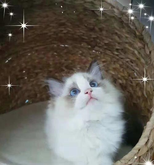 纯种幼崽布偶猫的萌趣成长（探寻布偶猫幼崽的生活习性和培养方法）