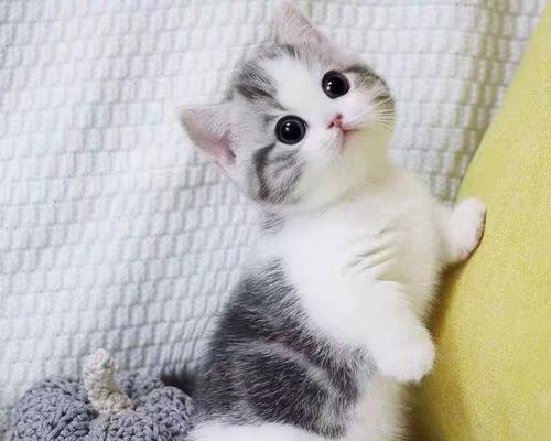 一月渐层猫咪喂养指南（如何科学合理地喂养一只渐层猫咪）