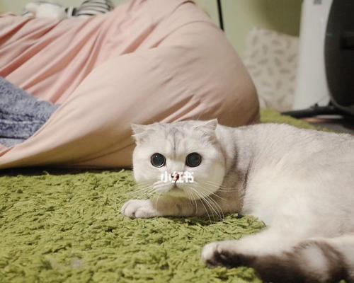 一月渐层猫咪喂养指南（如何科学合理地喂养一只渐层猫咪）