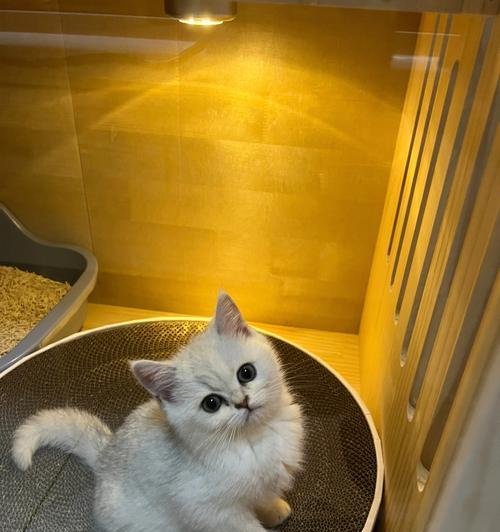 一月渐层猫咪喂养指南（如何科学合理地喂养一只渐层猫咪）