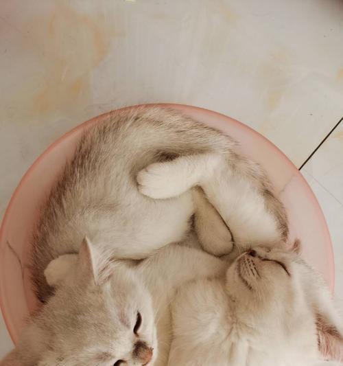 宠物猫第一次使用猫砂的经历（一只月龄小猫的成长历程）