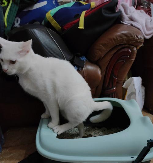 宠物猫第一次使用猫砂的经历（一只月龄小猫的成长历程）