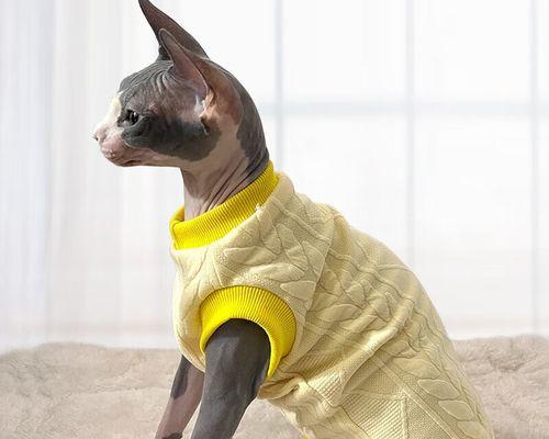 如何处理宠物猫黄色稀便问题（预防）