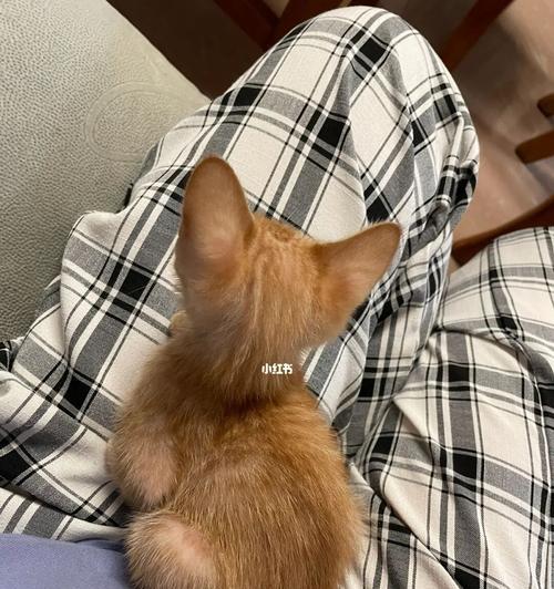 宠物猫的饮食（了解宠物猫的健康饮食）