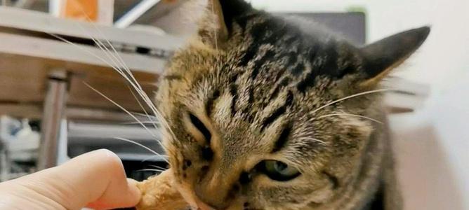 宠物猫的饮食（了解宠物猫的健康饮食）