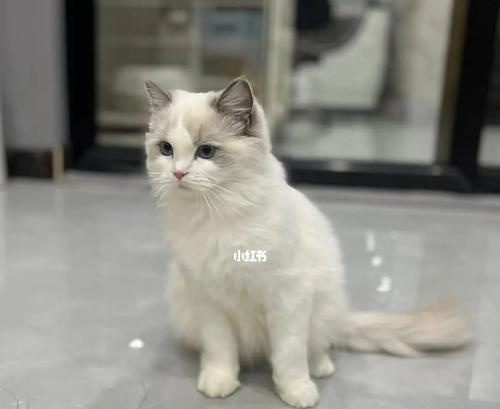 一月内猫咪能长多少斤（探究猫咪成长的奥秘）