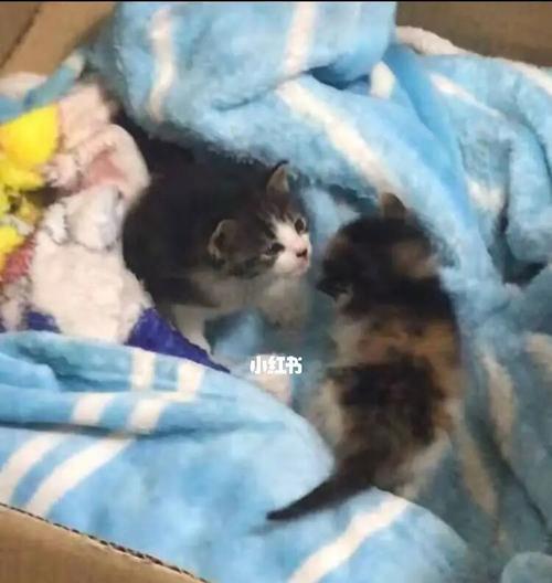 一月内猫咪能长多少斤（探究猫咪成长的奥秘）