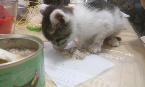 一月龄猫咪是否能吃鸡肉（以宠物为主）