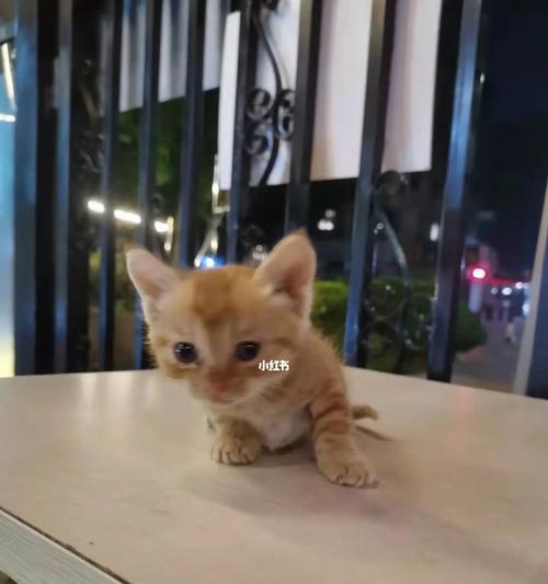 如何消除宠物猫晚上的嘈杂声（应对宠物夜间噪音的最佳方法）