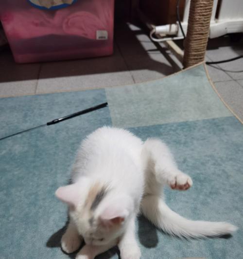 照顾患有细小的猫咪（一位宠物爱好者的经验分享）