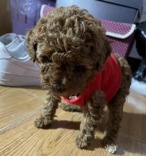 泰迪犬能否吃鸡蛋？——关于宠物饮食的误区