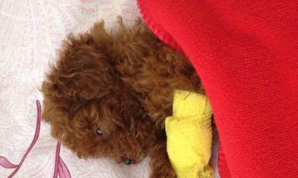从营养、生活习惯和医疗三方面入手，让你的宠物摆脱颤抖困扰（从营养、生活习惯和医疗三方面入手）