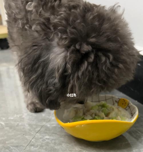 宠物泰迪的饮食需求（探究泰迪是否适合食用馒头）
