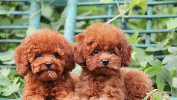 一月泰迪幼犬的养护指南（从喂养到训练）