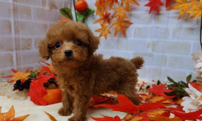 一月泰迪幼犬的养护指南（从喂养到训练）