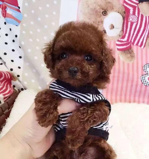 一个月大的泰迪幼犬能吃什么（宠物护理）