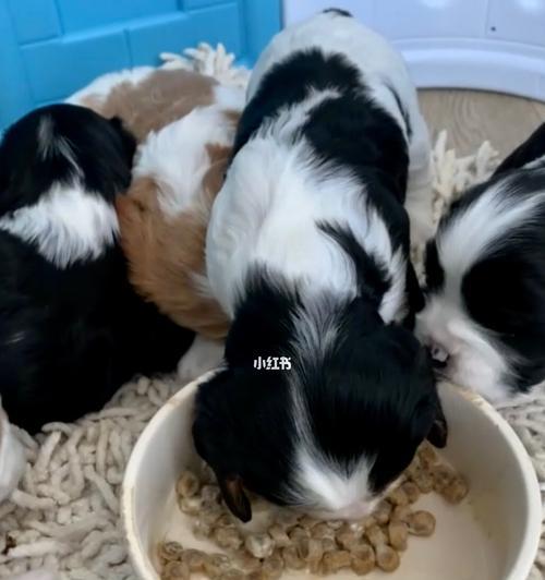 如何给一个月大的小狗正确喂食干狗粮？