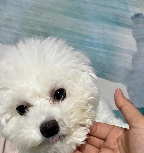 小狗一个月吃什么能长得更快（以宠物为主）