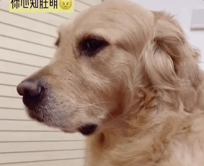 小狗到处咬，该怎么办（教你有效地防止小狗咬坏家具和鞋子）