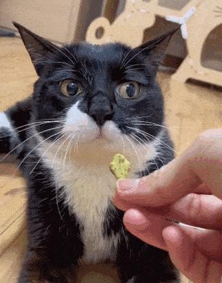 小狗能否吃橘子（探究小狗是否适合食用橘子）
