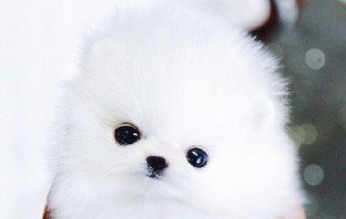 小狗需要补钙吗（宠物健康重要）