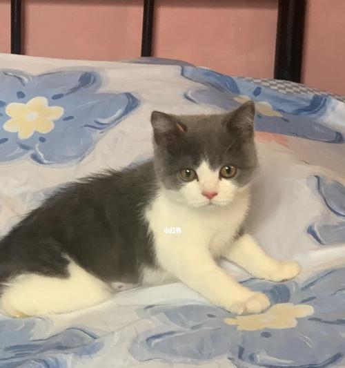 一个月大的小猫——宠物初心者的好选择（以小猫为伴）