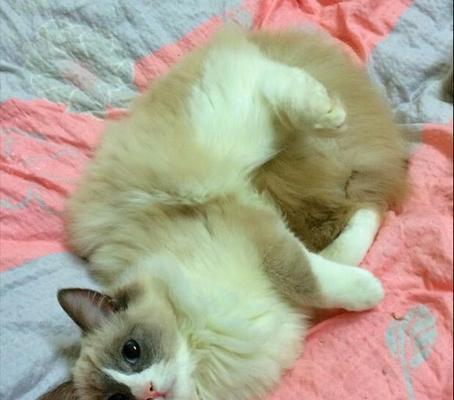 一只小猫一个月能长多大（宠物猫的成长规律及护理技巧）