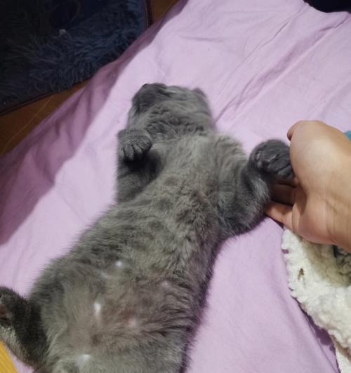小猫一个月自己在家的生活经历（宠物的独处生活与适应能力）