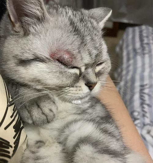 小猫咪得猫癣，如何有效治疗（宠物猫癣的危害）