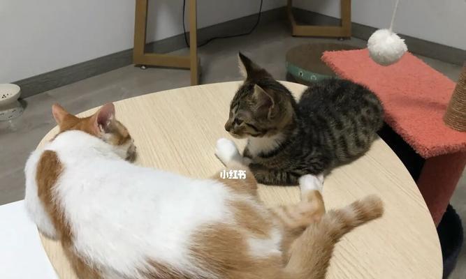 小猫咪的饮食习惯（为你的爱宠提供适合的饮食）