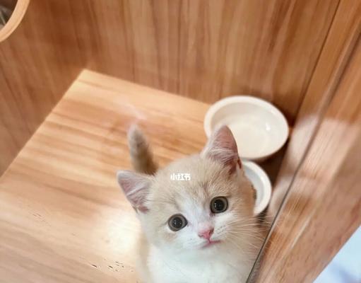 小猫咪的饮食习惯（探究一个月小猫咪为何偏爱夜间进食）