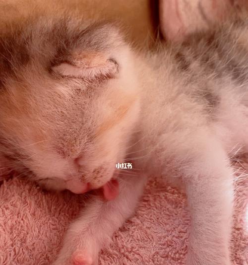 一个月的小猫咪会每天喵喵叫吗（探究小猫咪的喵喵叫习惯及其原因）